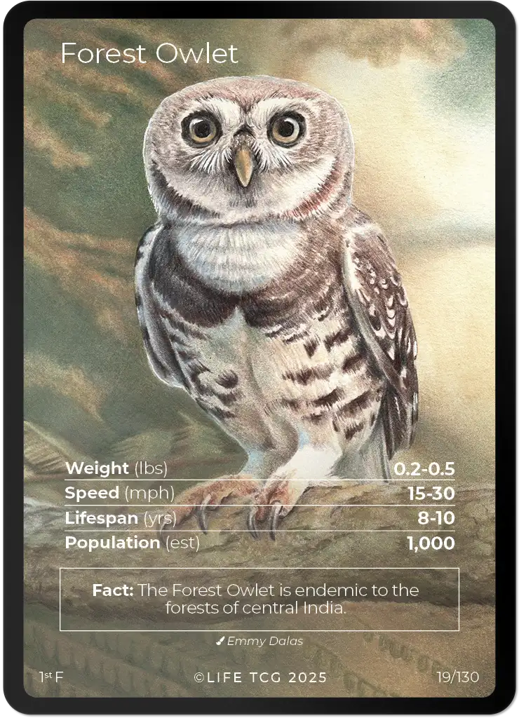 Forest Owlet card front
