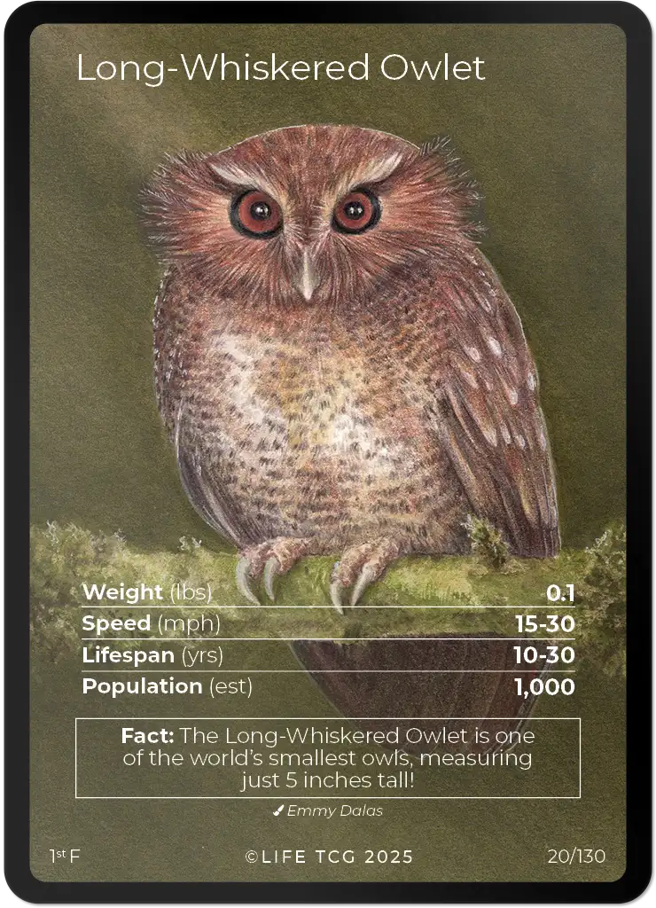 Long-Whiskered Owlet card front