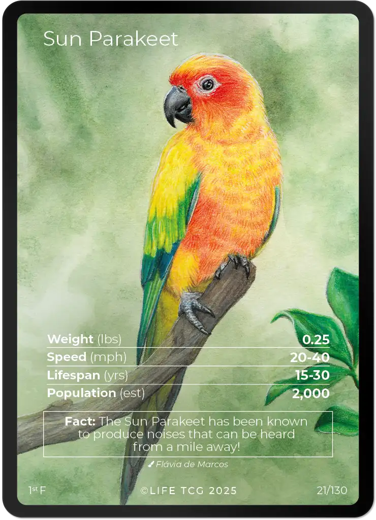 Sun Parakeet card front