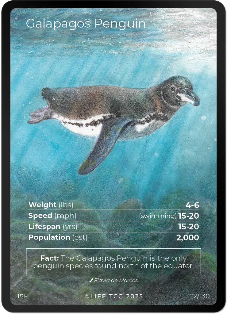 Galapagos Penguin card front