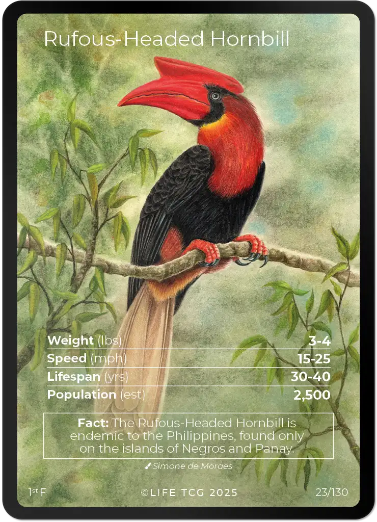 Rufous-Headed Hornbill card front