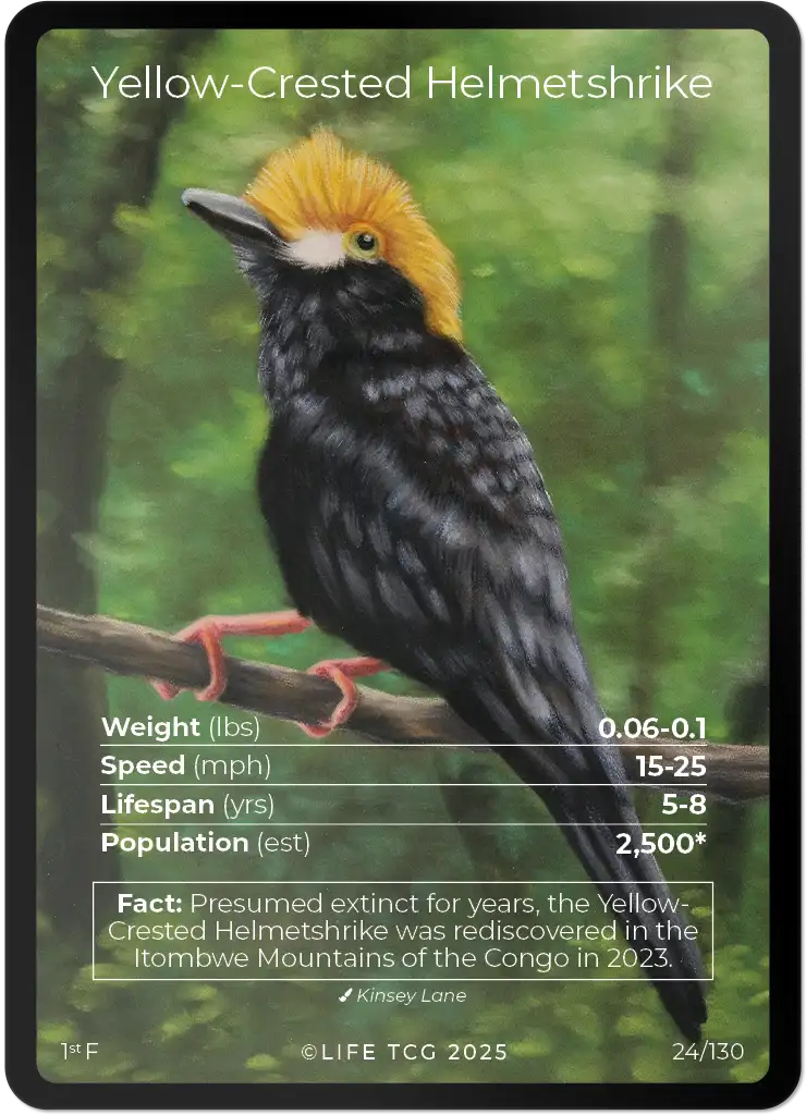 Yellow-crested Helmetshrike card front