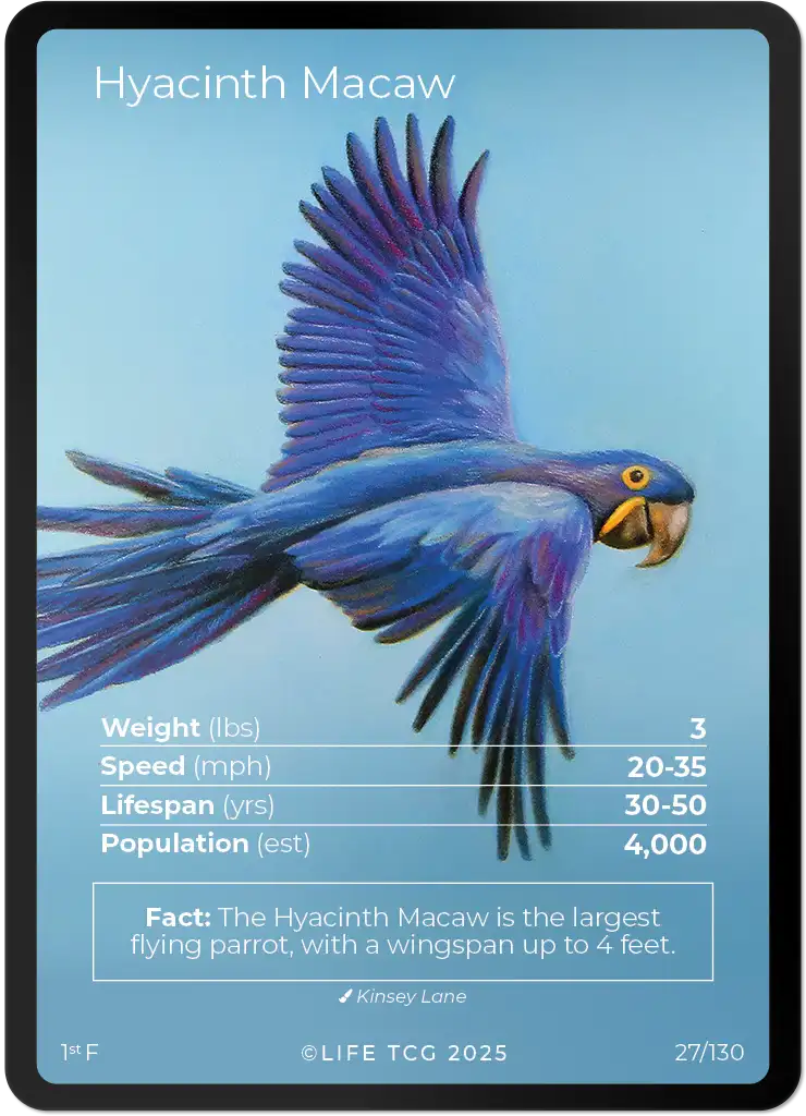 Hyacinth Macaw card front