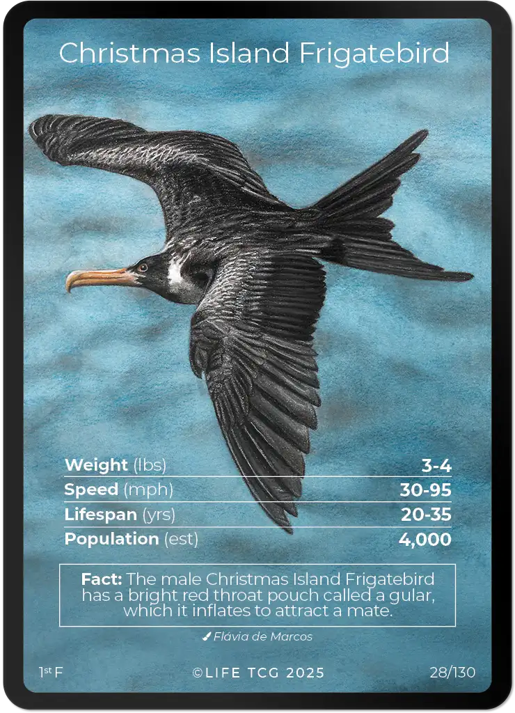 Christmas Island Frigatebird card front