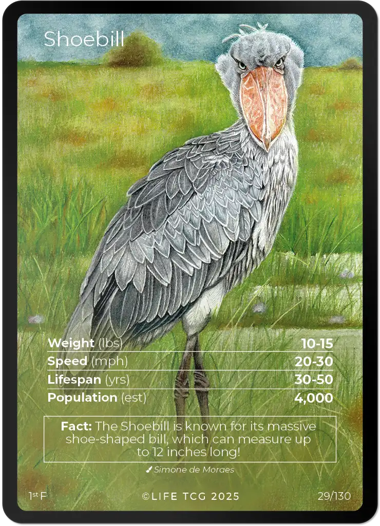 Shoebill card front