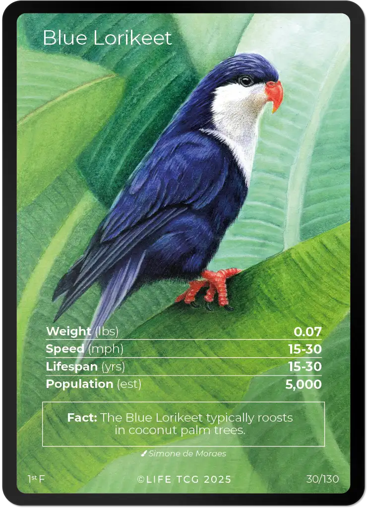 Blue Lorikeet card front