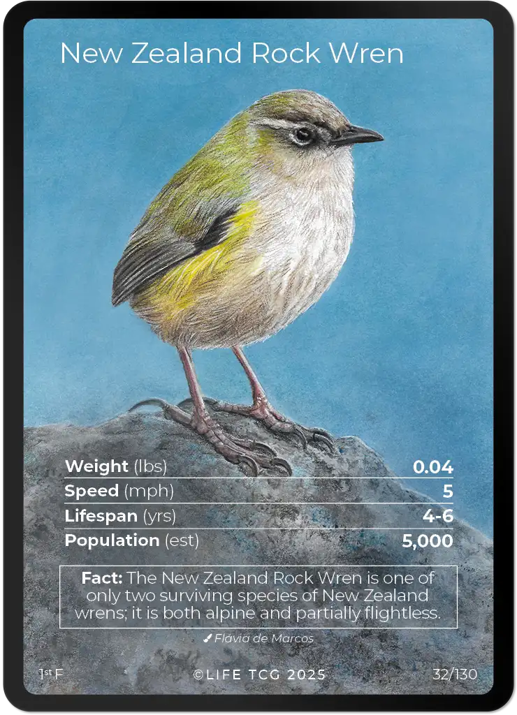 New Zealand Rock Wren card front