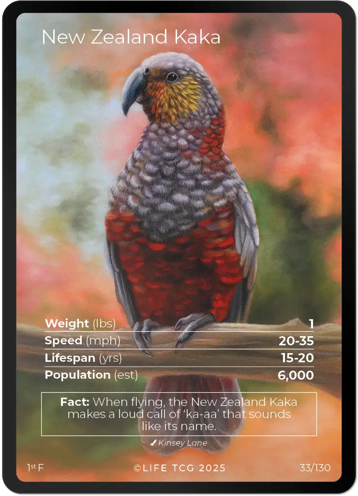 New Zealand Kaka card front