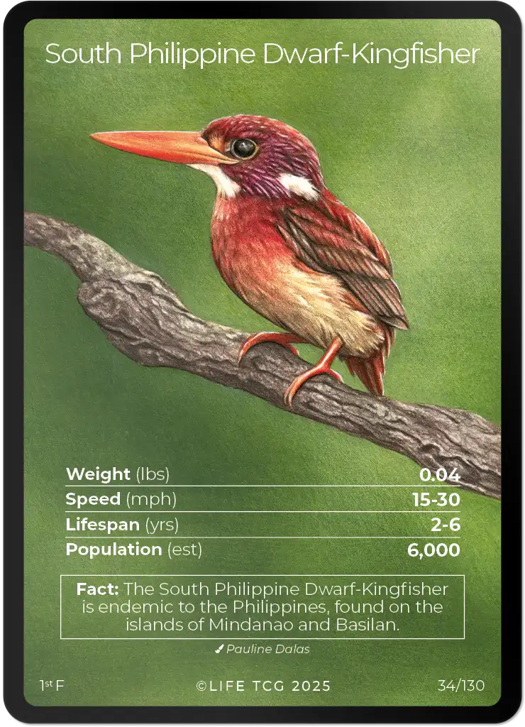 South Philippine Dwarf-Kingfisher card front