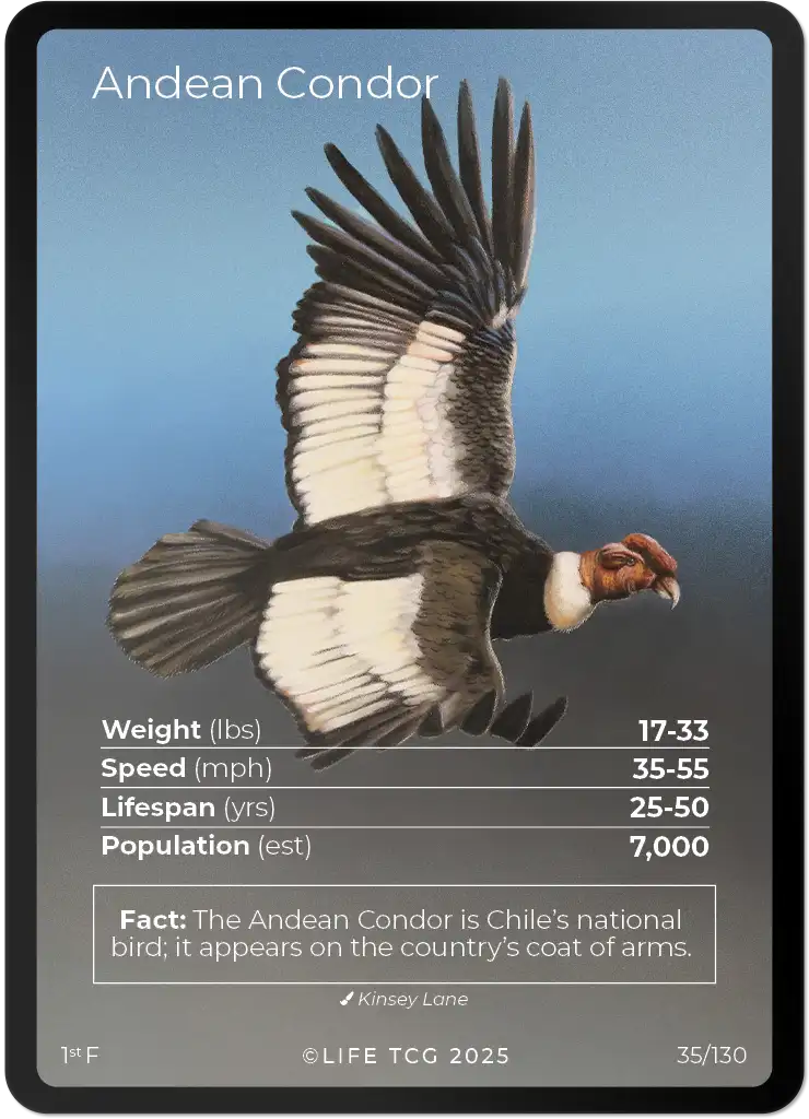 Andean Condor card front
