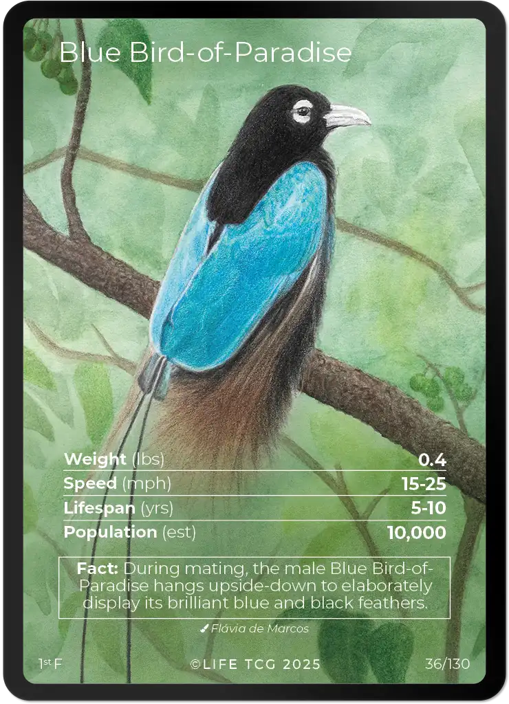 Blue Bird-of-Paradise card front
