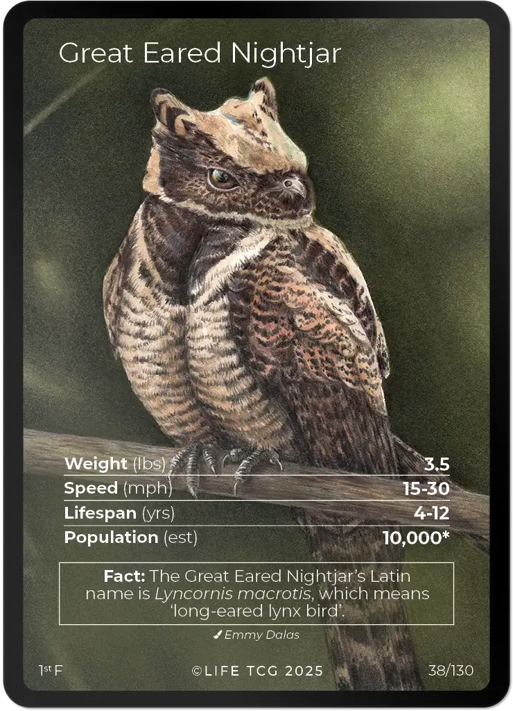 Great Eared Nightjar card front