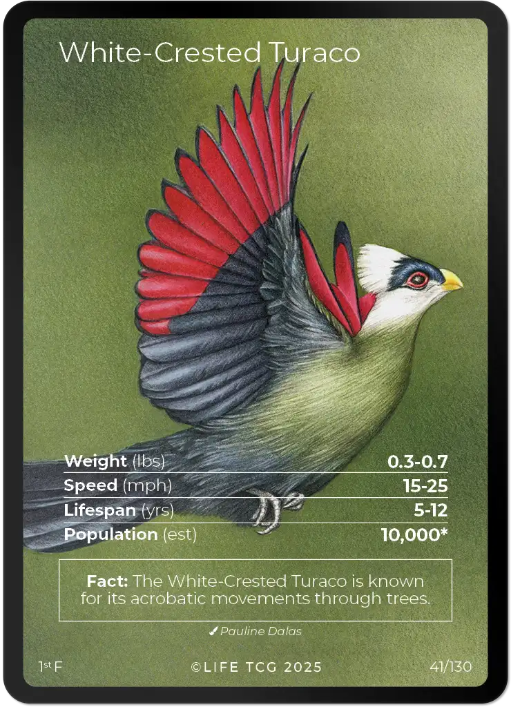 White-Crested Turaco card front