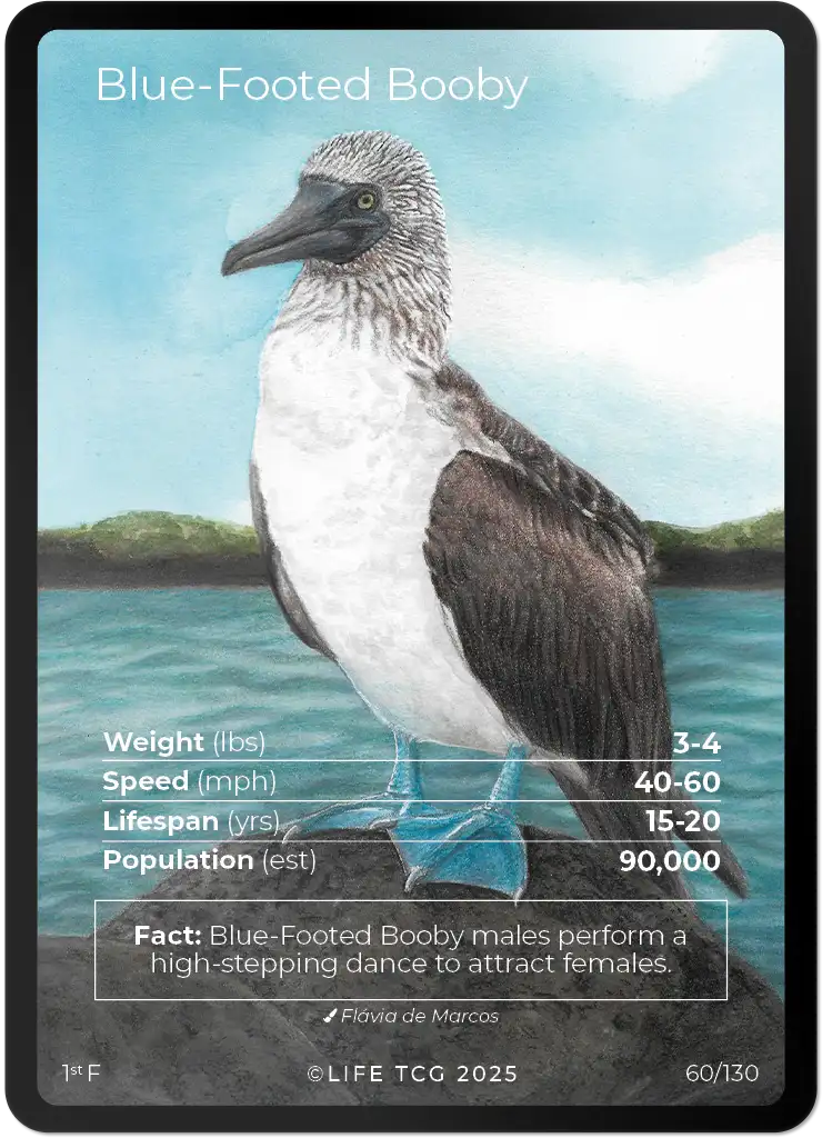 Blue-Footed Booby card front