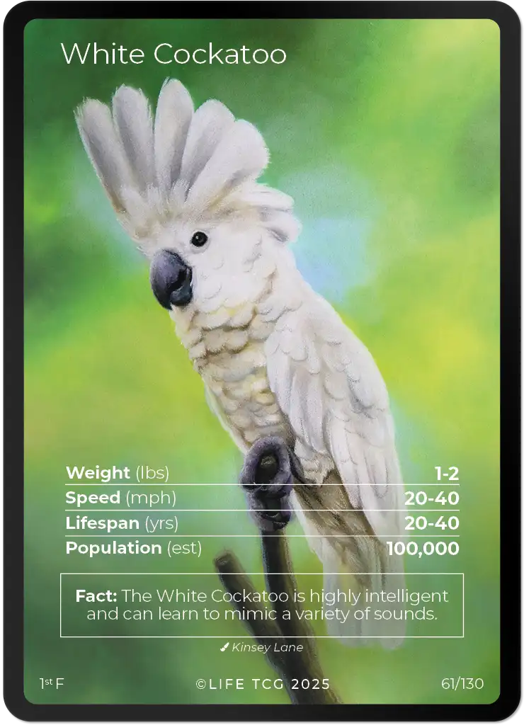 White Cockatoo card front