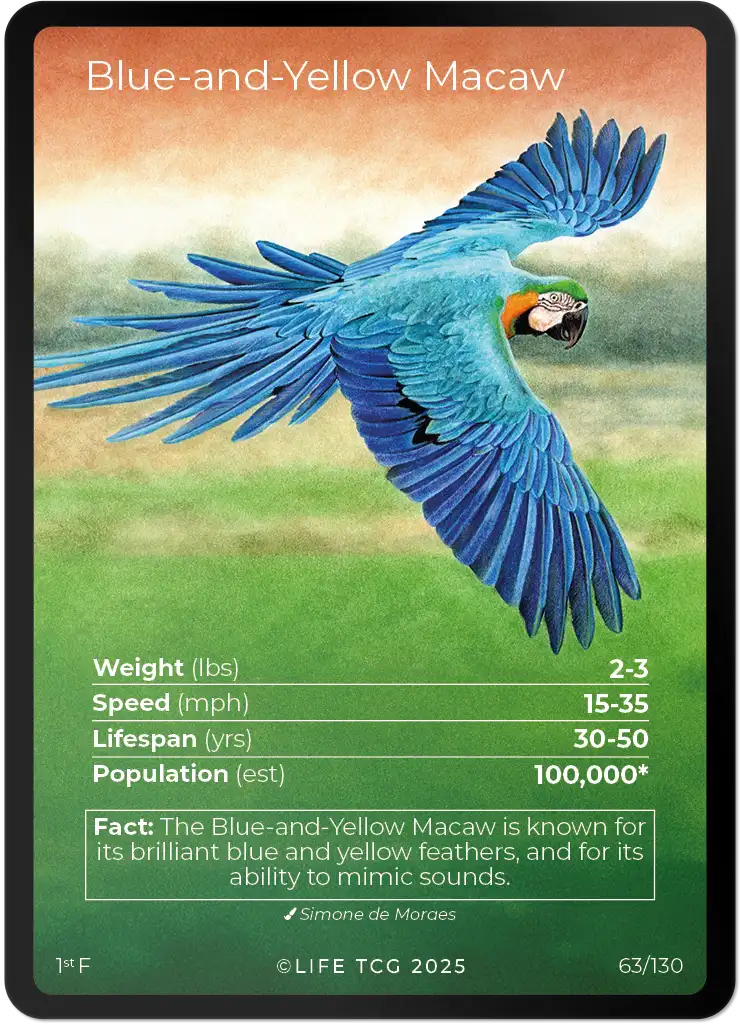 Blue-and-Yellow Macaw card front