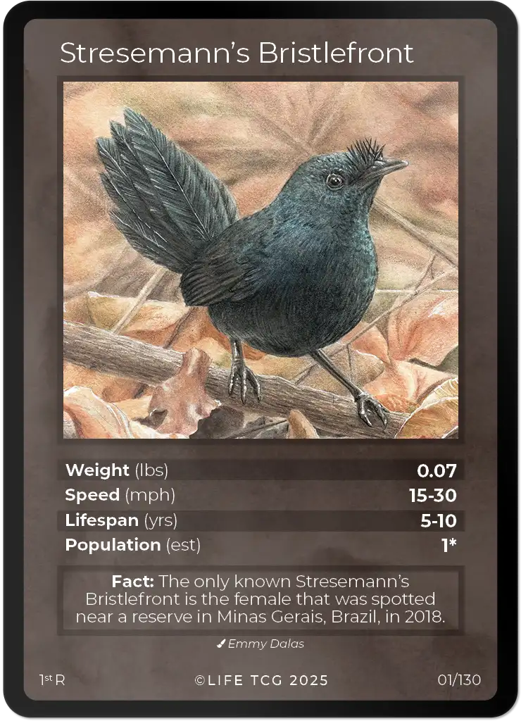 Stresemann's Bristlefront card front