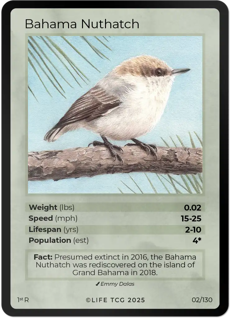 Bahama Nuthatch card front