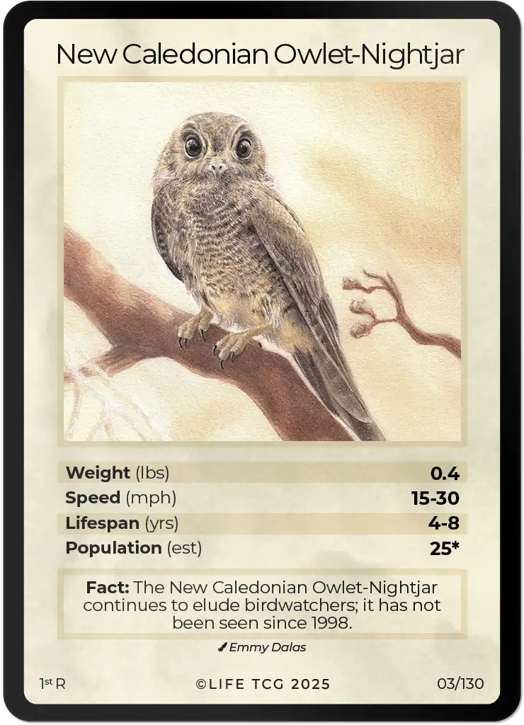 New Caledonian Owlet-Nightjar card front