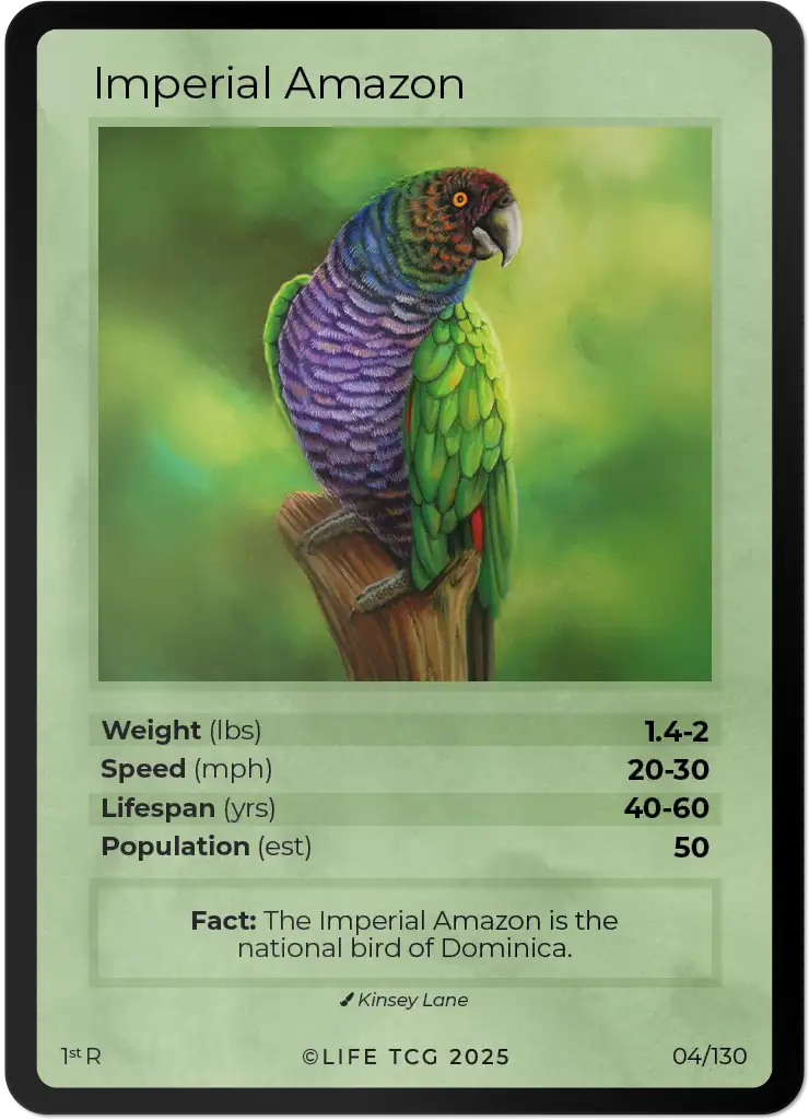 Imperial Amazon card front