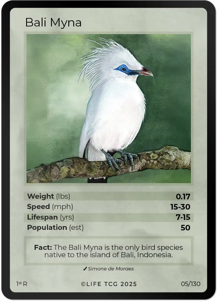 Bali Myna card front