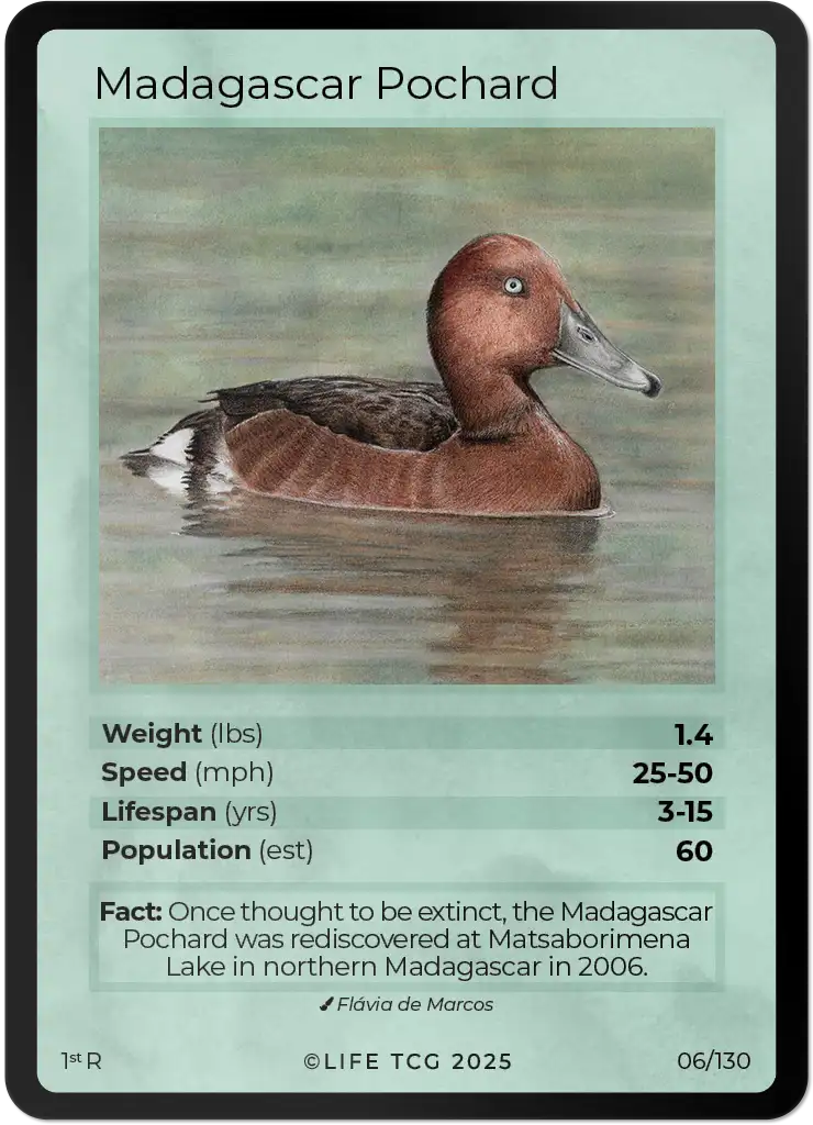 Madagascar Pochard card front