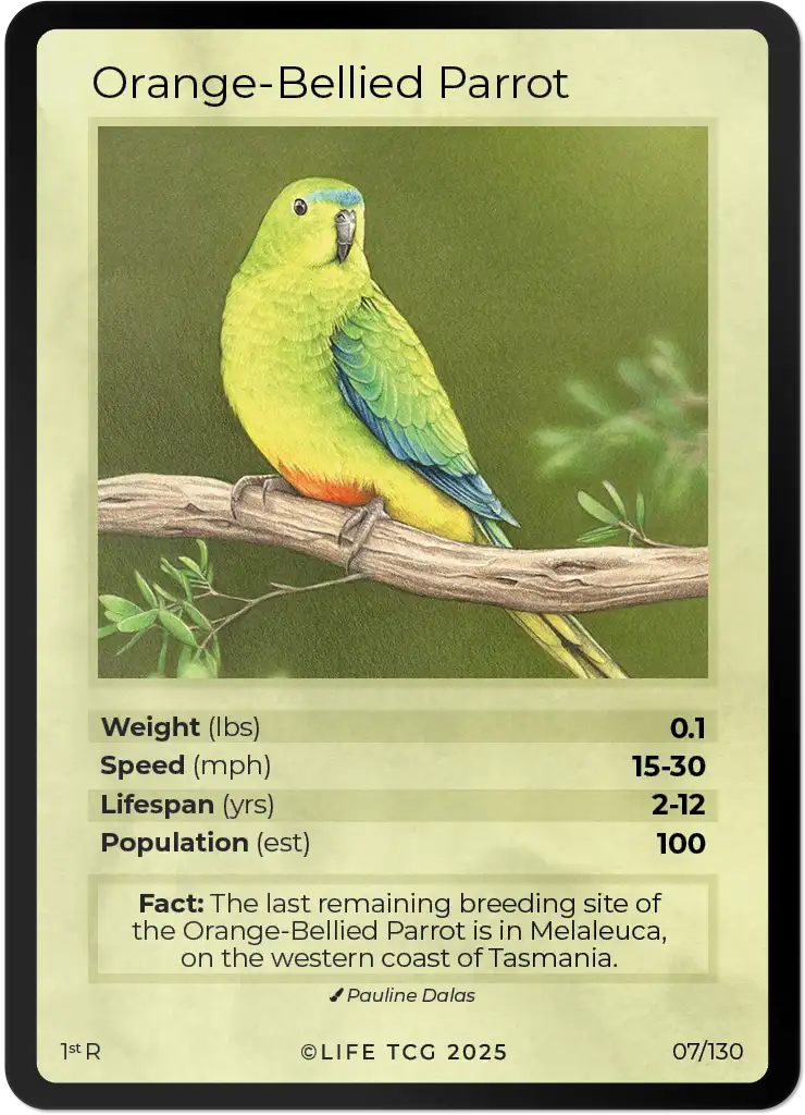 Orange-Bellied Parrot card front