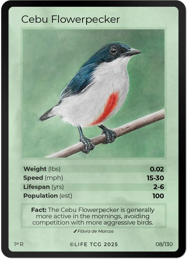 Cebu Flowerpecker card front