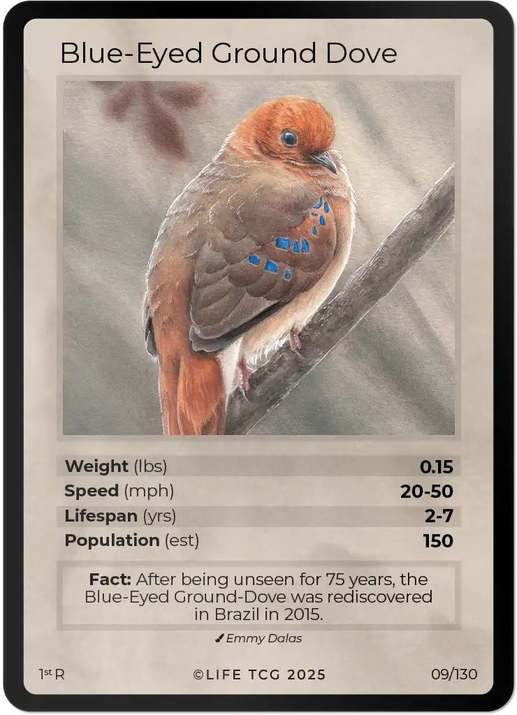 Blue-Eyed Ground Dove card front