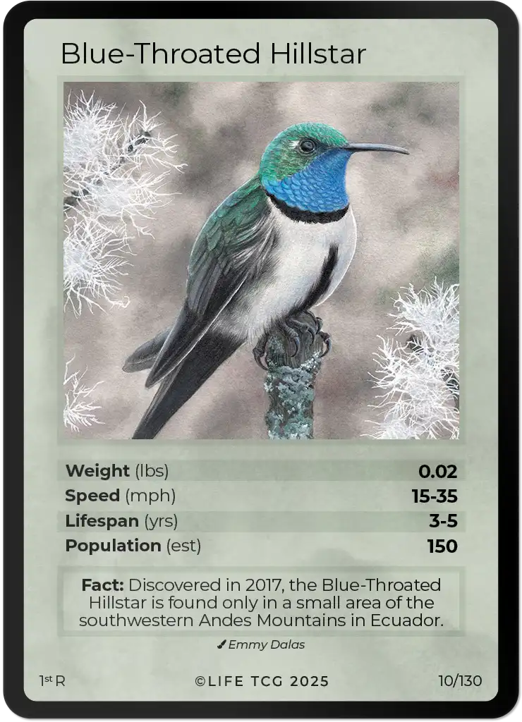 Blue-Throated Hillstar card front