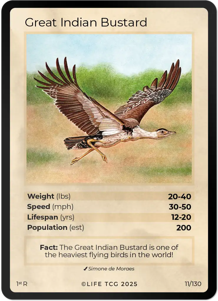 Great Indian Bustard card front