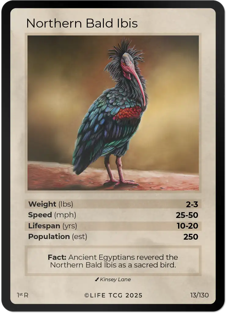 Northern Bald Ibis card front