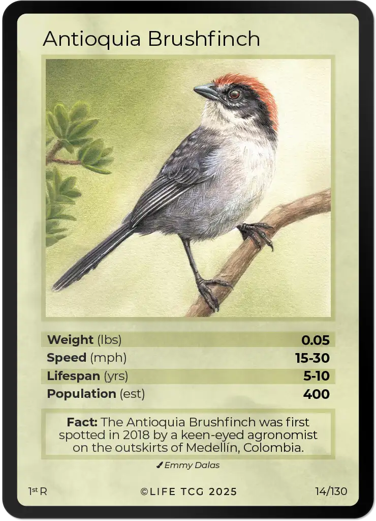 Antioquia Brushfinch card front