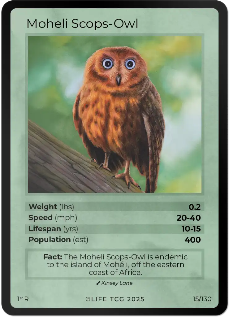 Moheli Scops-Owl card front