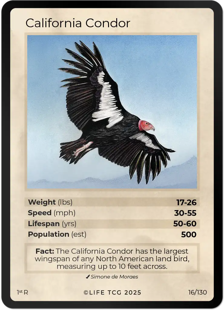 California Condor card front