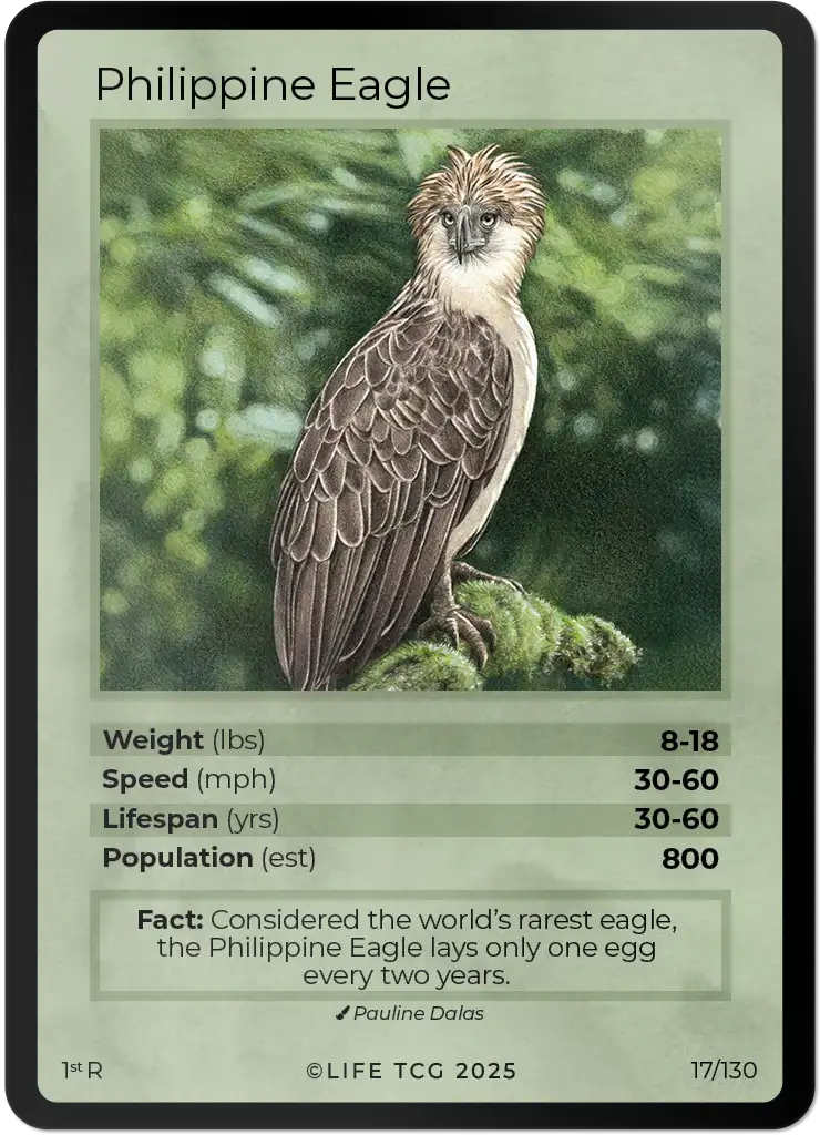 Philippine Eagle card front