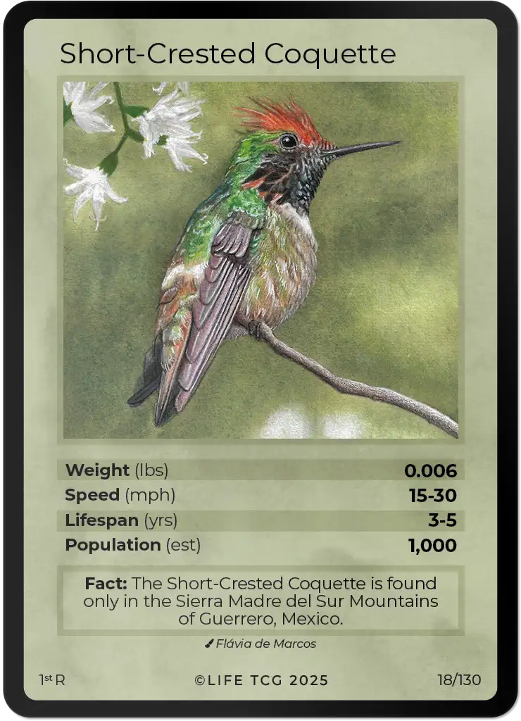 Short-Crested Coquette card front