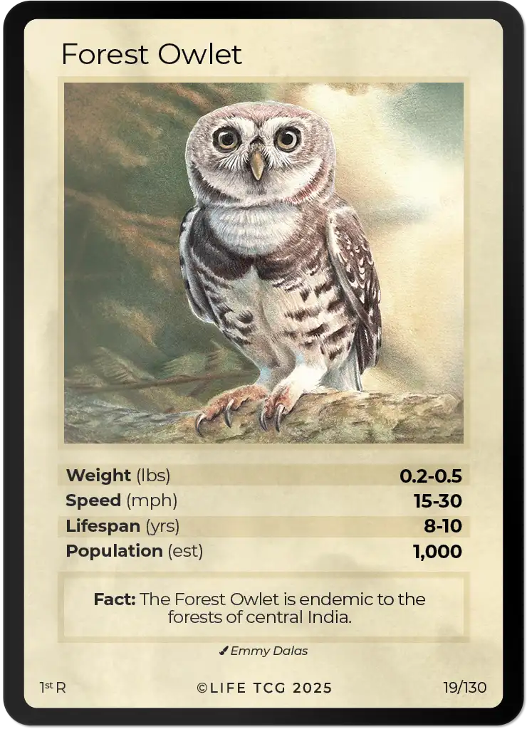 Forest Owlet card front