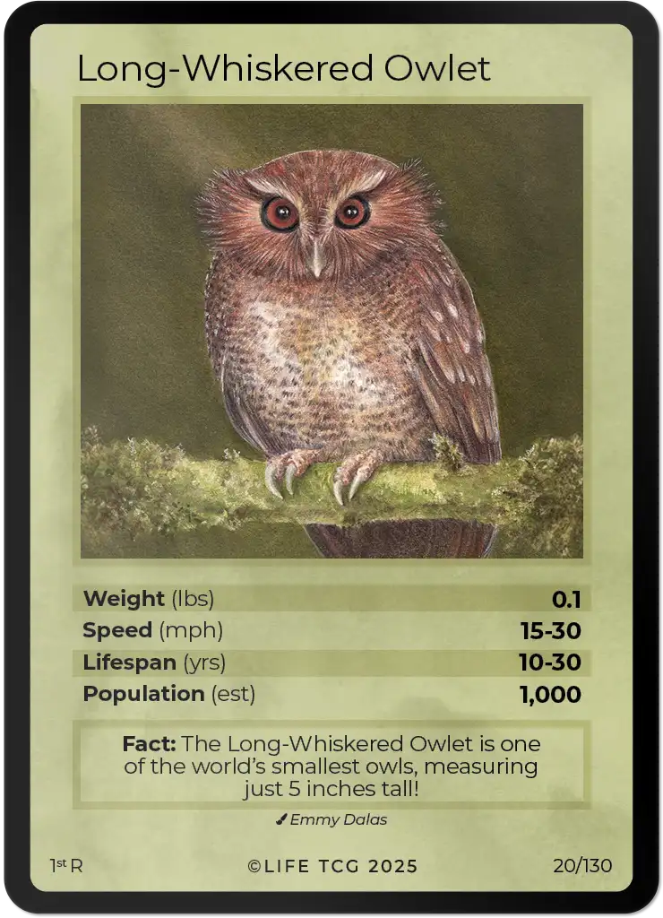 Long-Whiskered Owlet card front