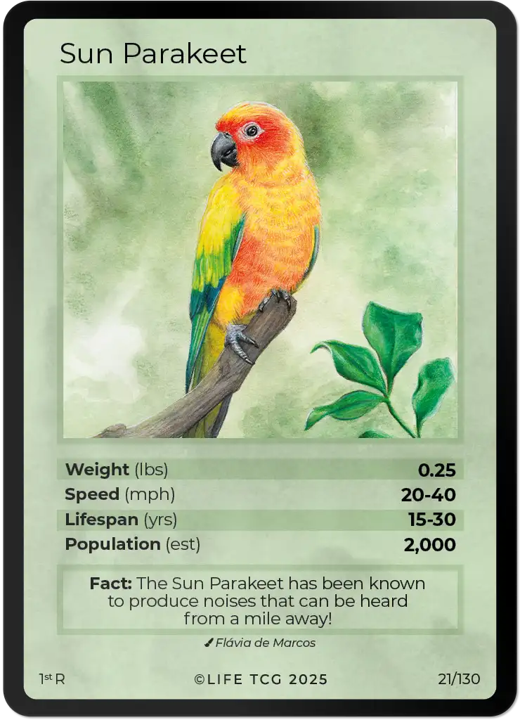 Sun Parakeet card front