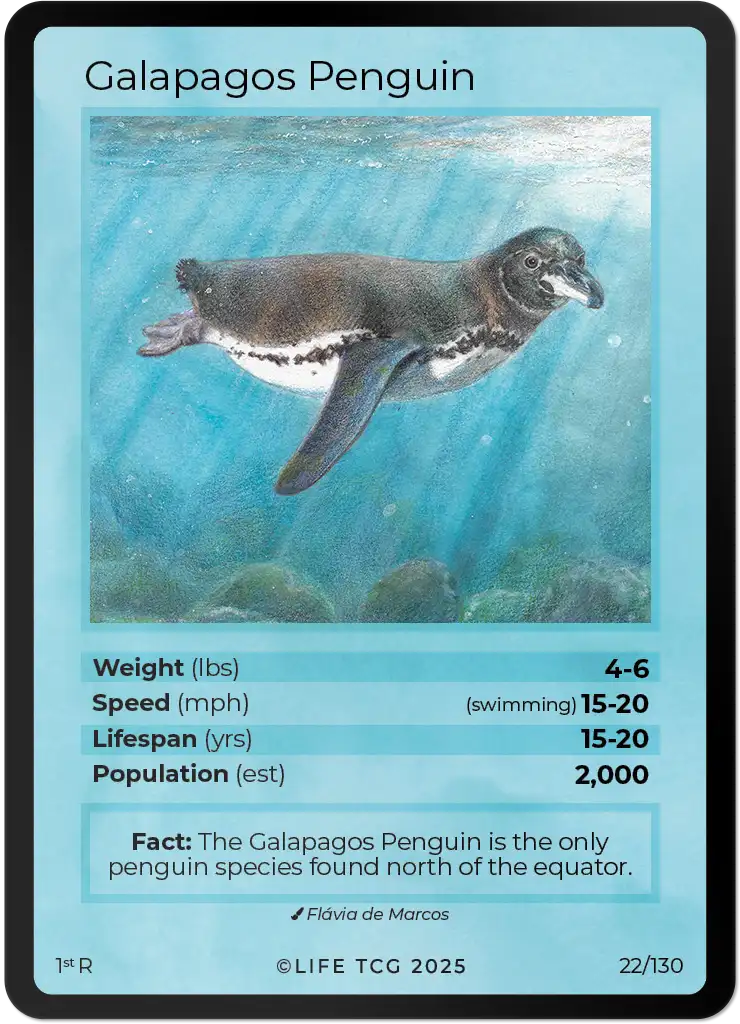 Galapagos Penguin card front