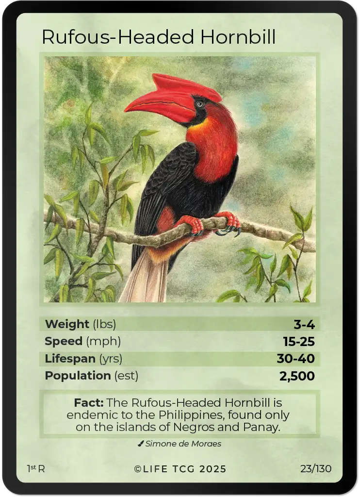 Rufous-Headed Hornbill card front