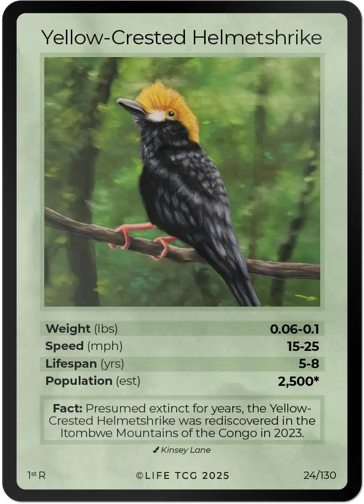 Yellow-crested Helmetshrike card front