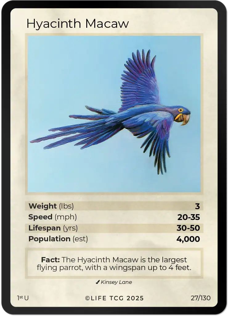Hyacinth Macaw card front