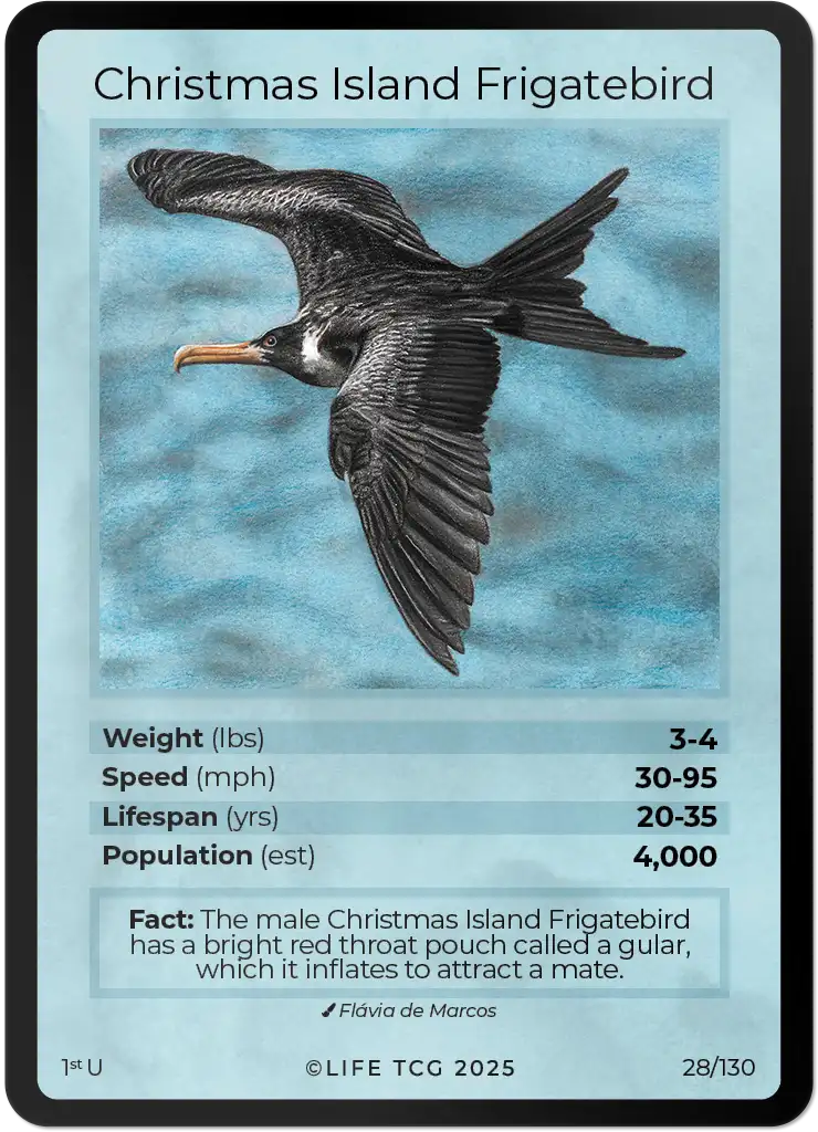 Christmas Island Frigatebird card front