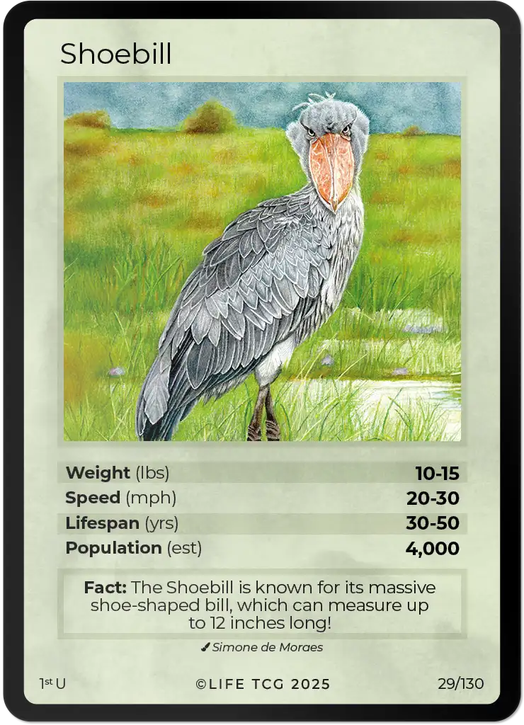 Shoebill card front
