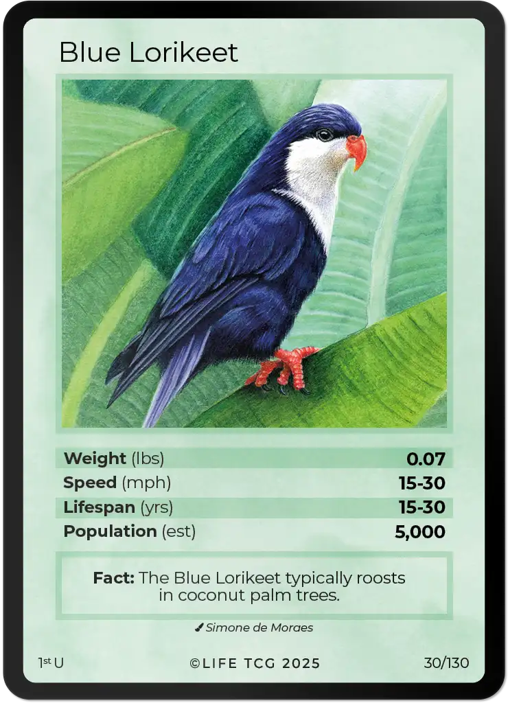 Blue Lorikeet card front