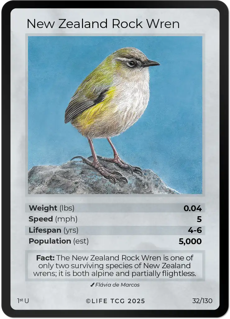 New Zealand Rock Wren card front