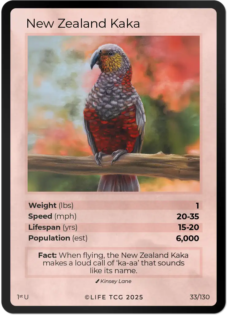 New Zealand Kaka card front