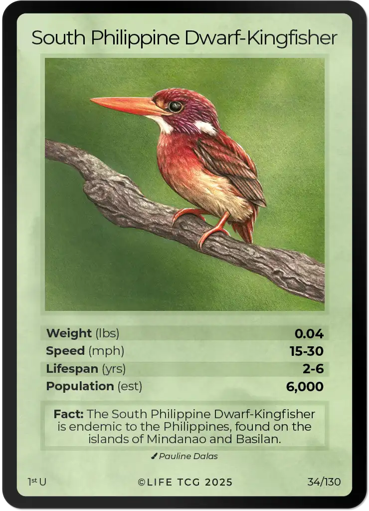 South Philippine Dwarf-Kingfisher card front